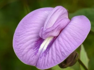 هزینه جراحی کلیتوریس