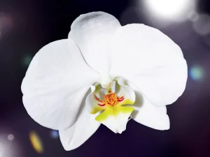 مزایای سفید کردن واژن